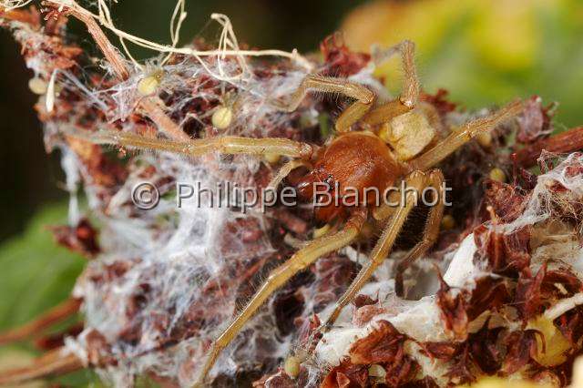 Eutichuridae_0026.JPG - France, Morbihan (56), Araneae, Eutichuridae, Chiracanthe ponctué (Chirachantium punctarium), femelle protégeant ses petits, Long-legged sac spiders